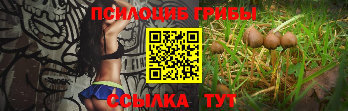 Псилоцибиновые грибы Cubensis Вязники